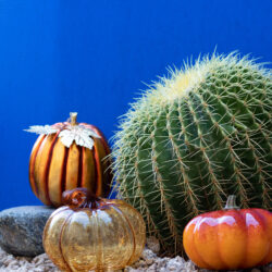 What You Need to Know About Fall Landscaping