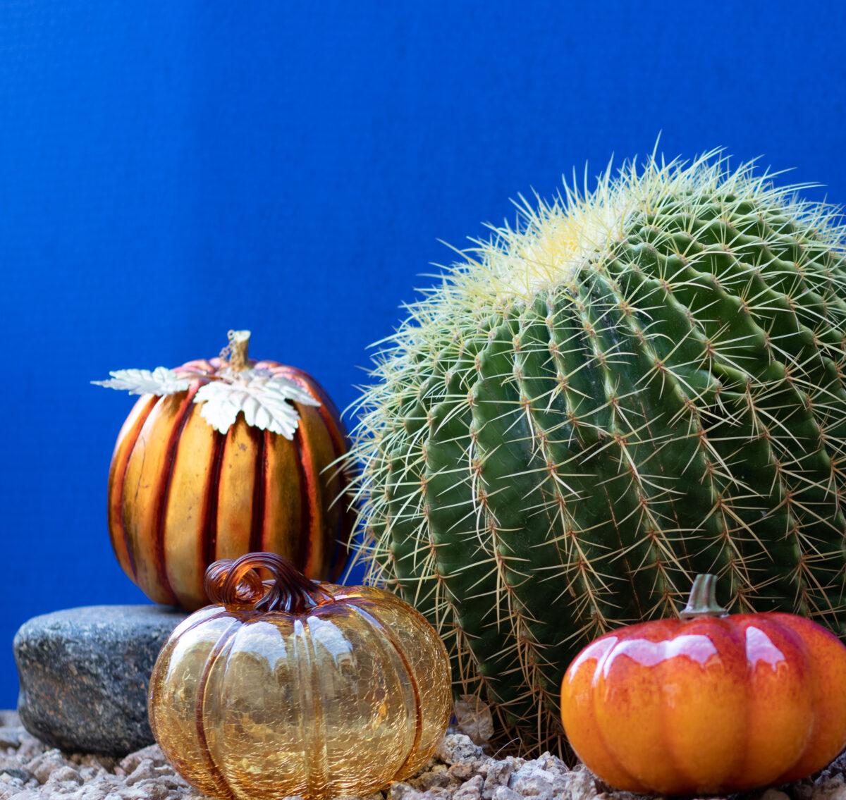 Holiday in the desert with the catcus