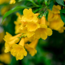 Spotlight on Arizona Yellow Bells