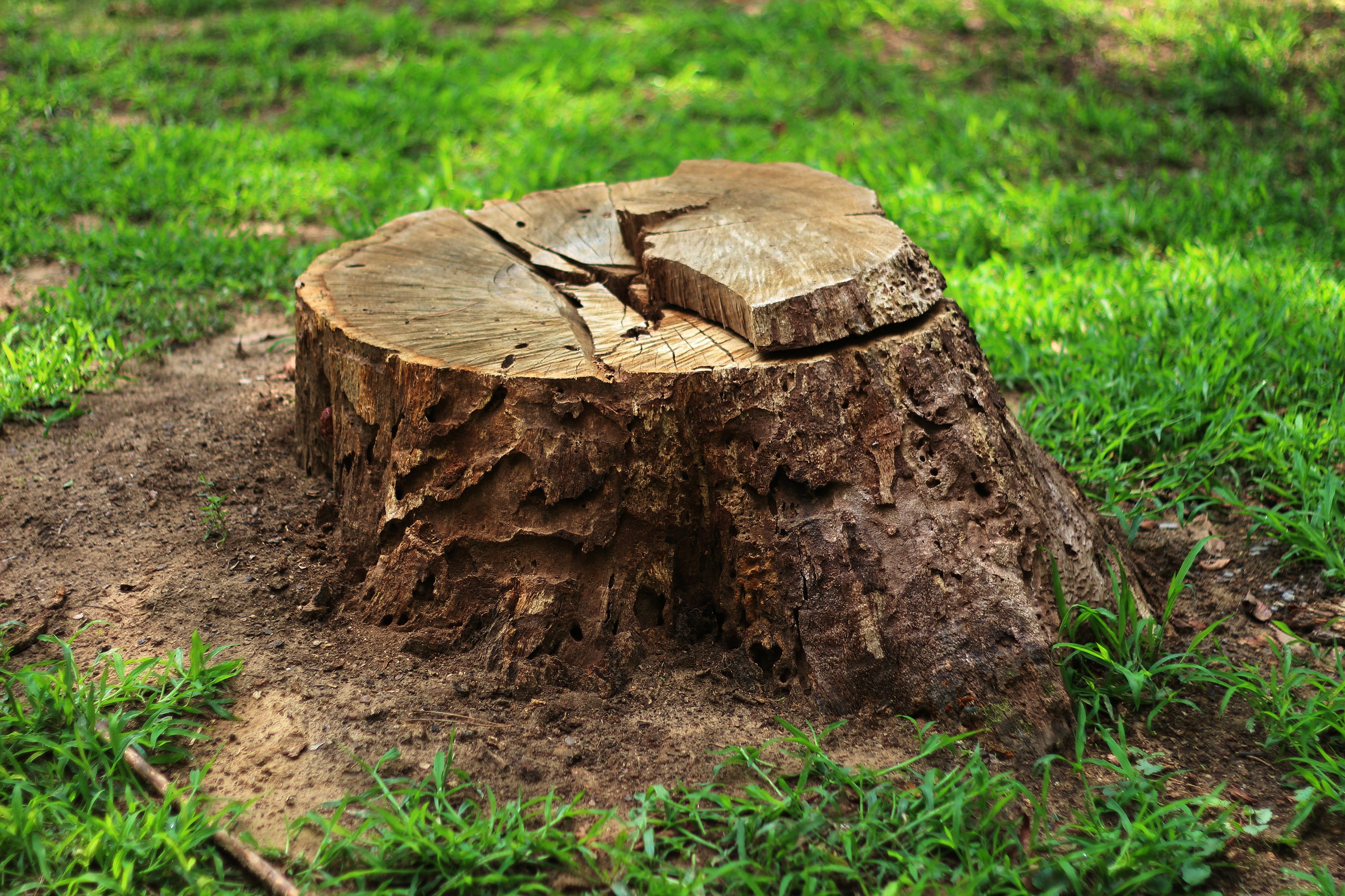 Tree stump in the forest