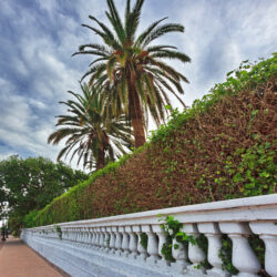 Building Privacy Year-Round: Evergreen Hedges & Winter Screens