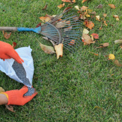 Why Fall Is the Best Time to Fertilize Your Lawn