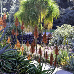 Fall Planting Tips for Tucson Gardens