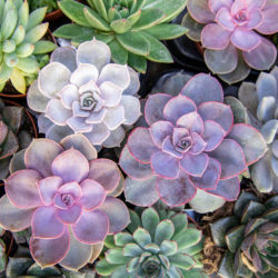 What to Know About Stressed Out Succulents