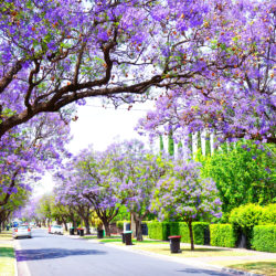 Spotlight on the Jacaranda Tree