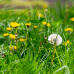 Common Types of Weeds That Grow in Lawns