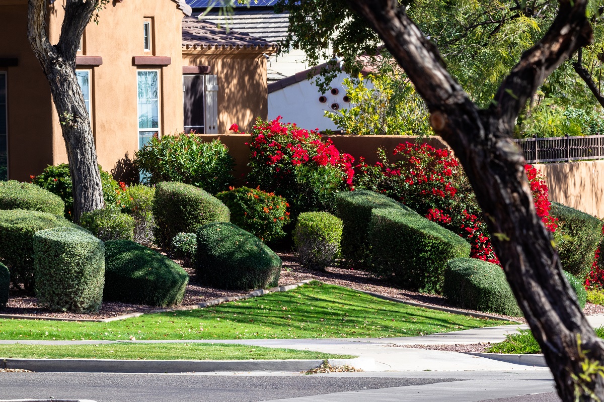 Artfully shaped bushes with red flowers in landscaped yard of house