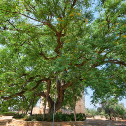 Spotlight on Tipu Trees