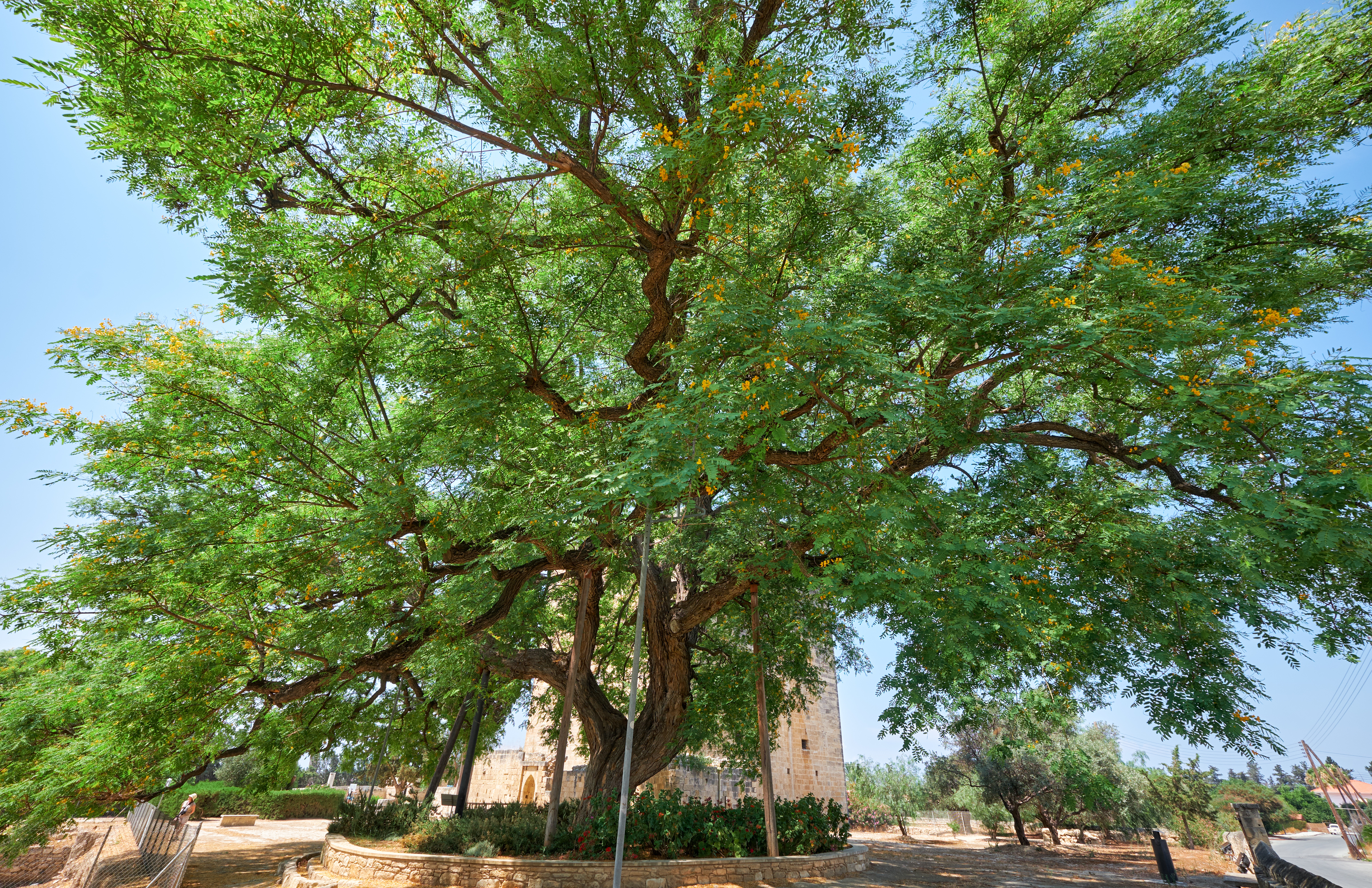 The huge old rosewood Tipuana tipu tree growing by the Kolossi castle.  Kolossi. Limassol District. Cyprus