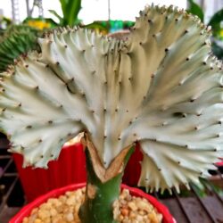 Spotlight on Coral Cactus for Desert Gardens