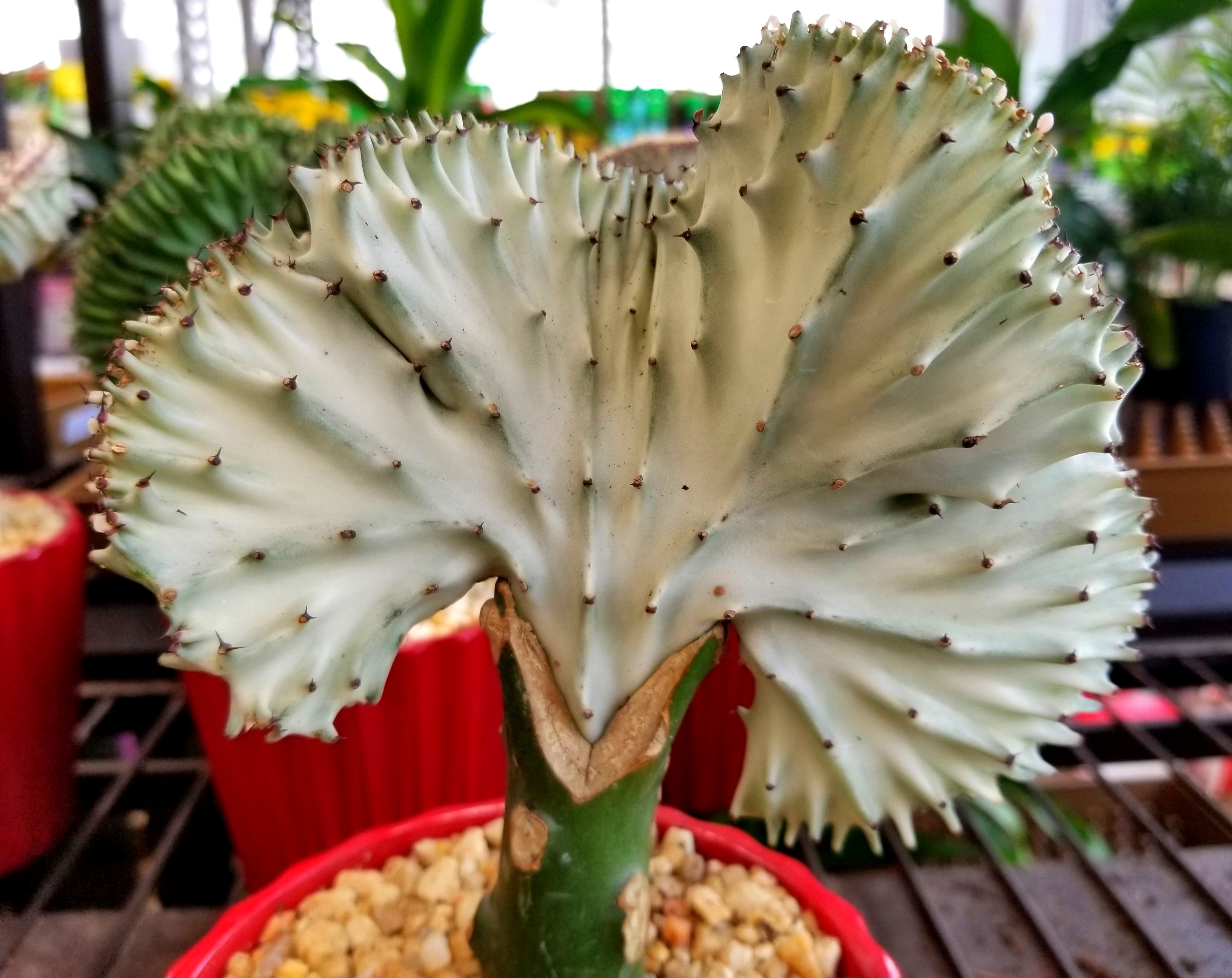Close up of a coral cactus inside a pot