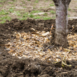 Why Mulching Matters for Tree Health