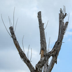What To Do if You Have a Damaged Tree