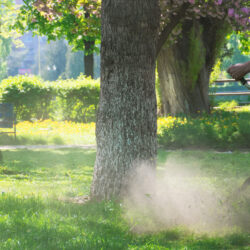 Spotlight on Our Public Works and Utilities Landscaping Services