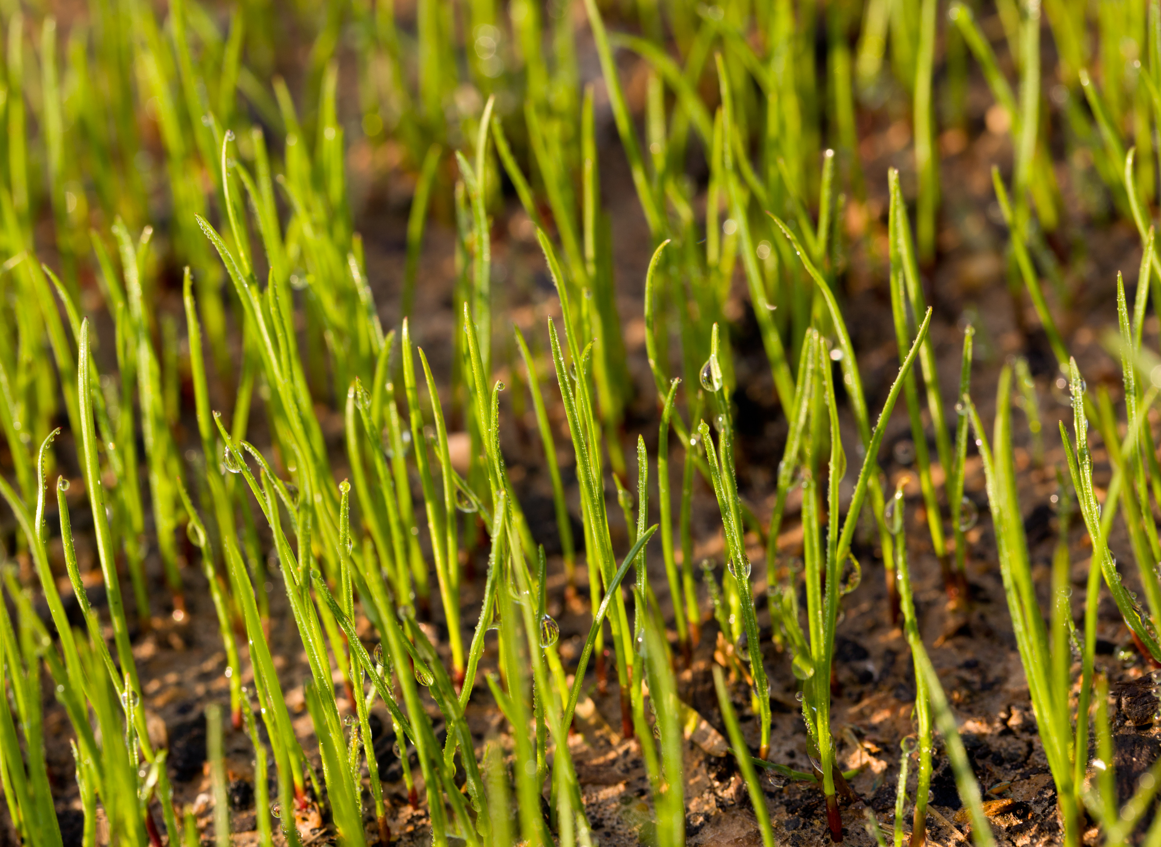 Small macro shot of newly growing grass seeds on a lawn in the early morning with dew