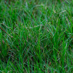 Could You Be Overwatering Your Lawn?