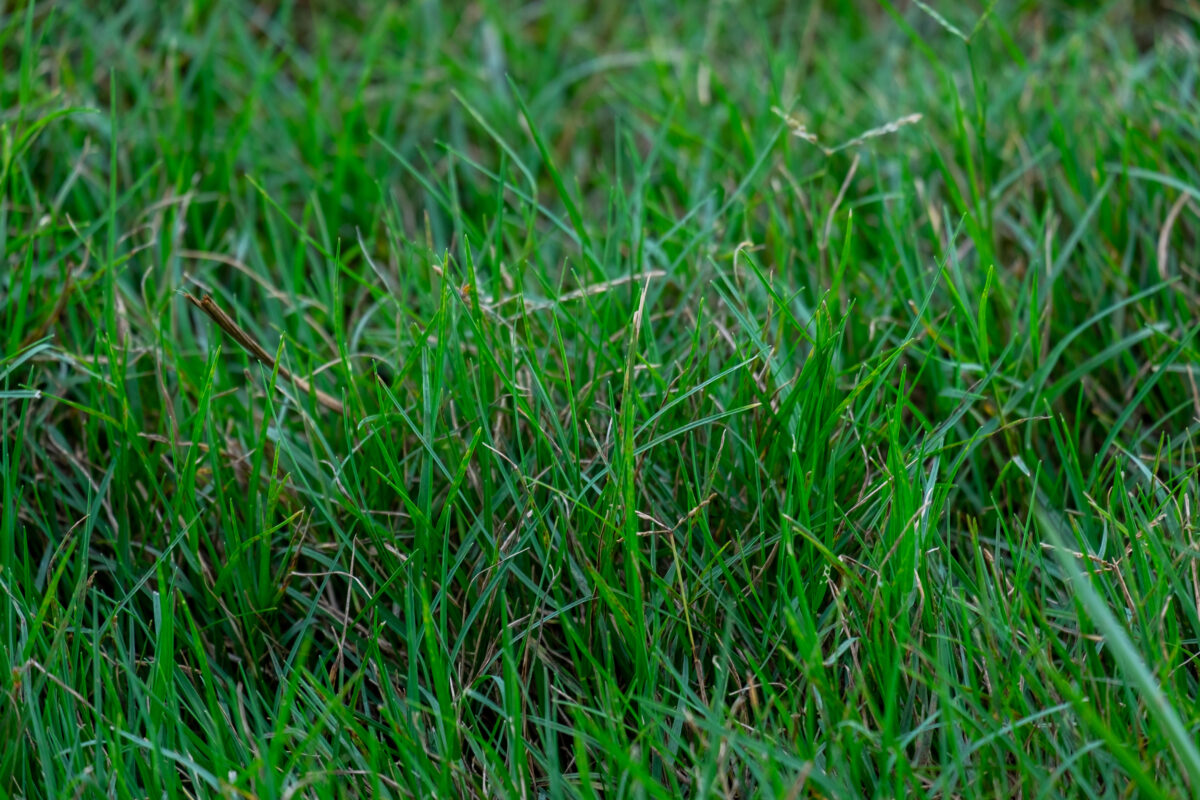 Bermuda lawn grass