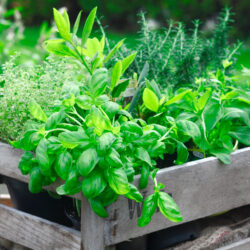 Answering Common Questions About Herb Gardens
