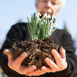 Identifying and Dealing with Root Rot