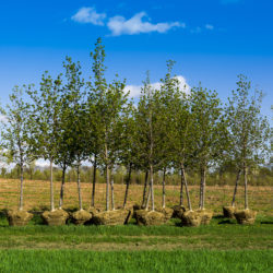 Common Questions about Neighborliness and Trees