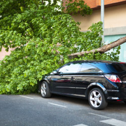 Is Your Tree about to Topple? Here’s What You Should Watch Out For