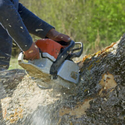 How Do Arborists Remove Trees?