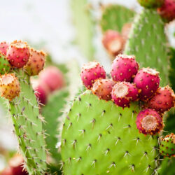 FAQs About Caring for Your Cacti