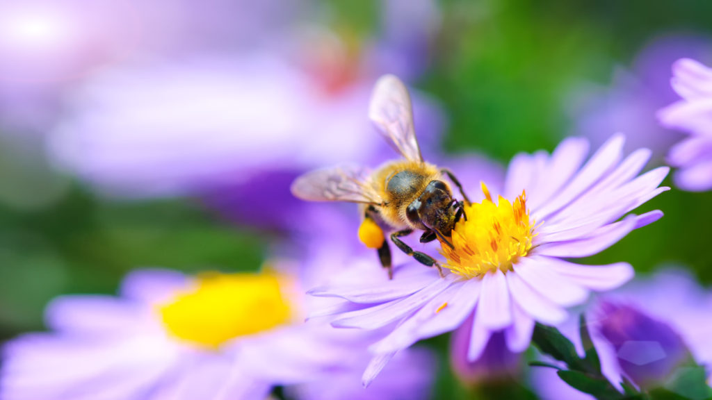 Tips for Attracting Bees to Your Landscape Complete Landscaping