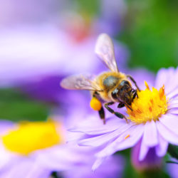 Which Critters Are Good for Your Yard?
