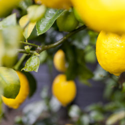 Your Guide to Meyer Lemon Trees