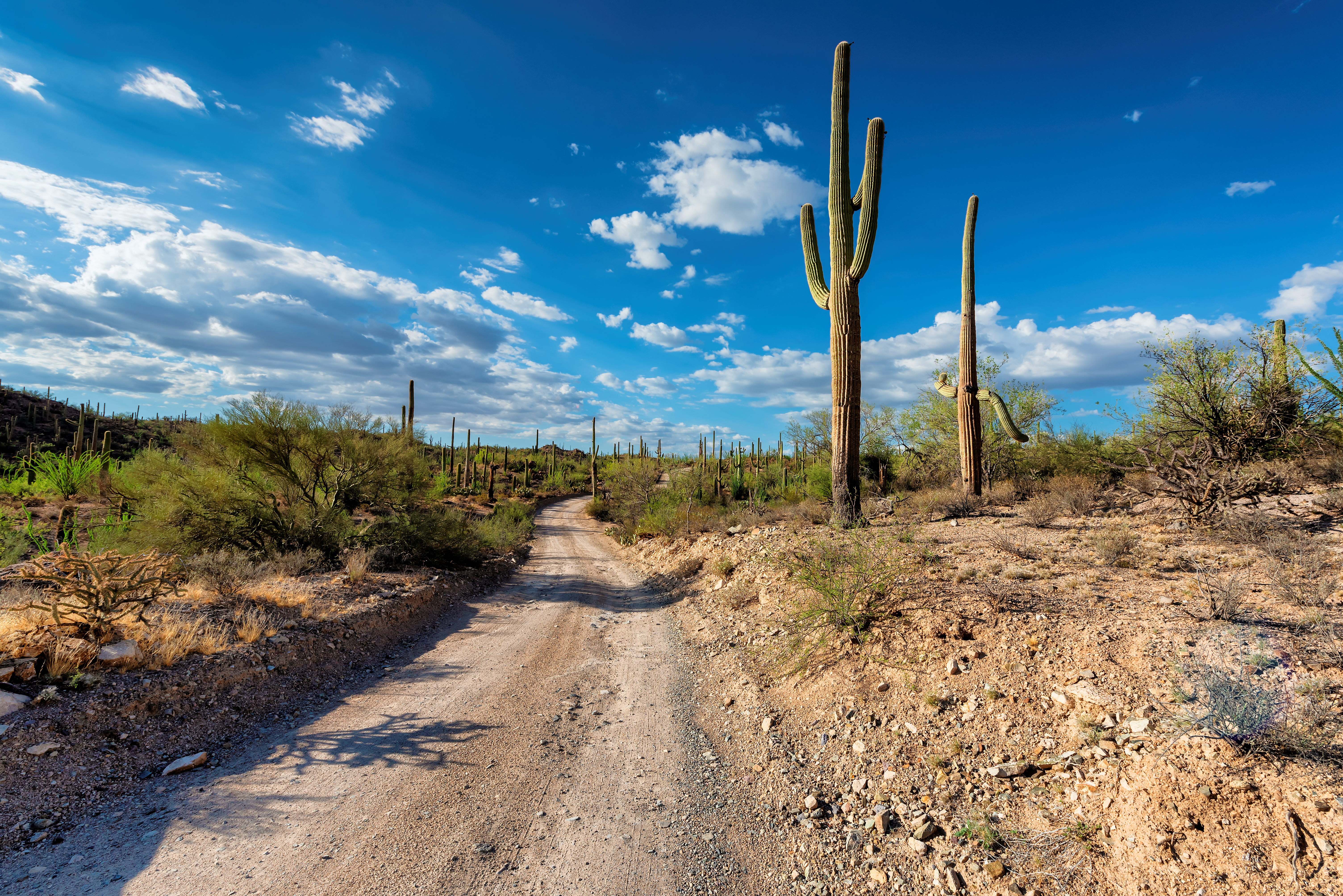 Your Guide to Local Cacti in Tucson