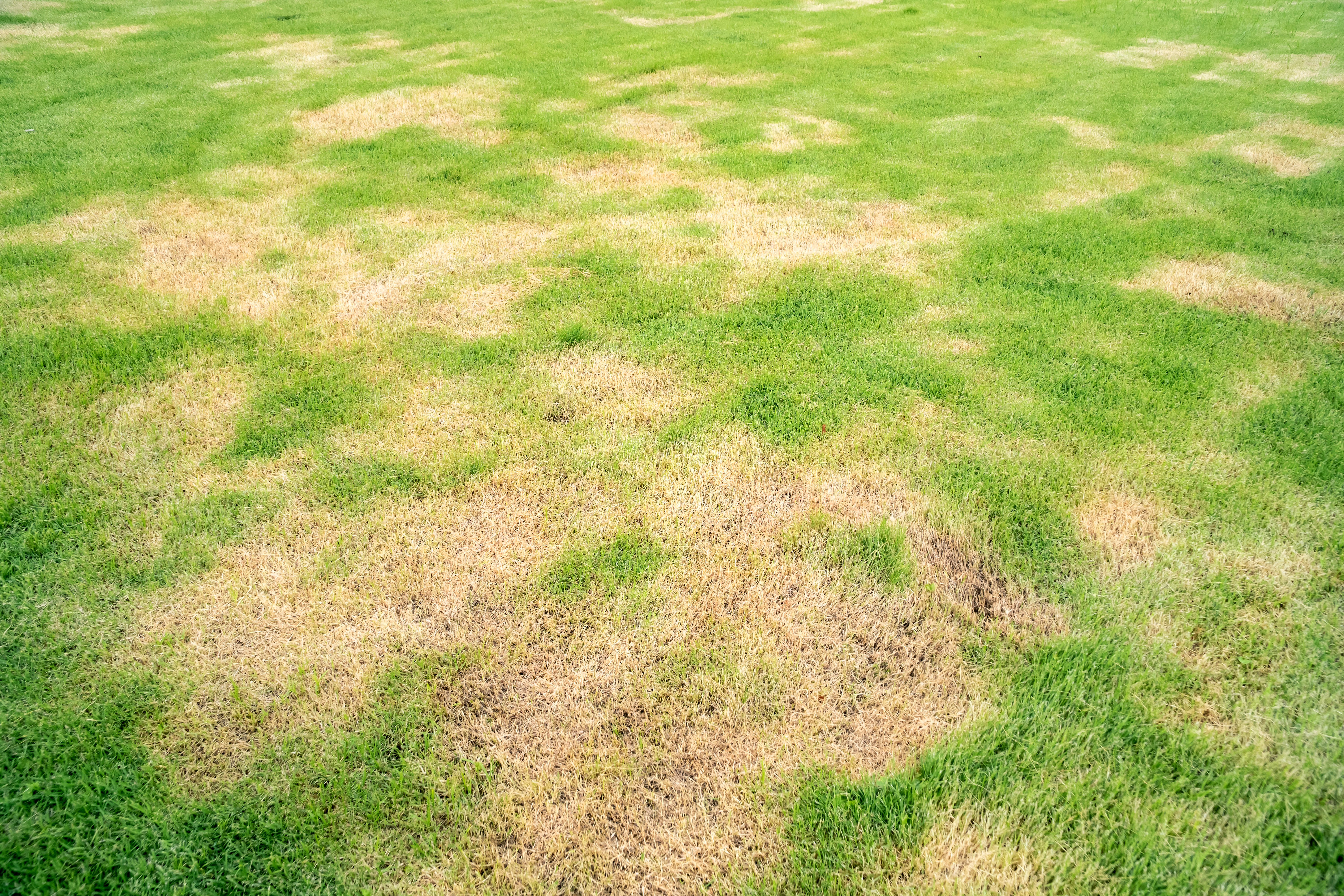Dead Grass? Tips for Keeping Your Lawn Alive