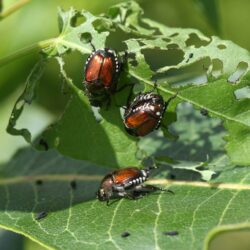 Tips for Controlling Garden Pests