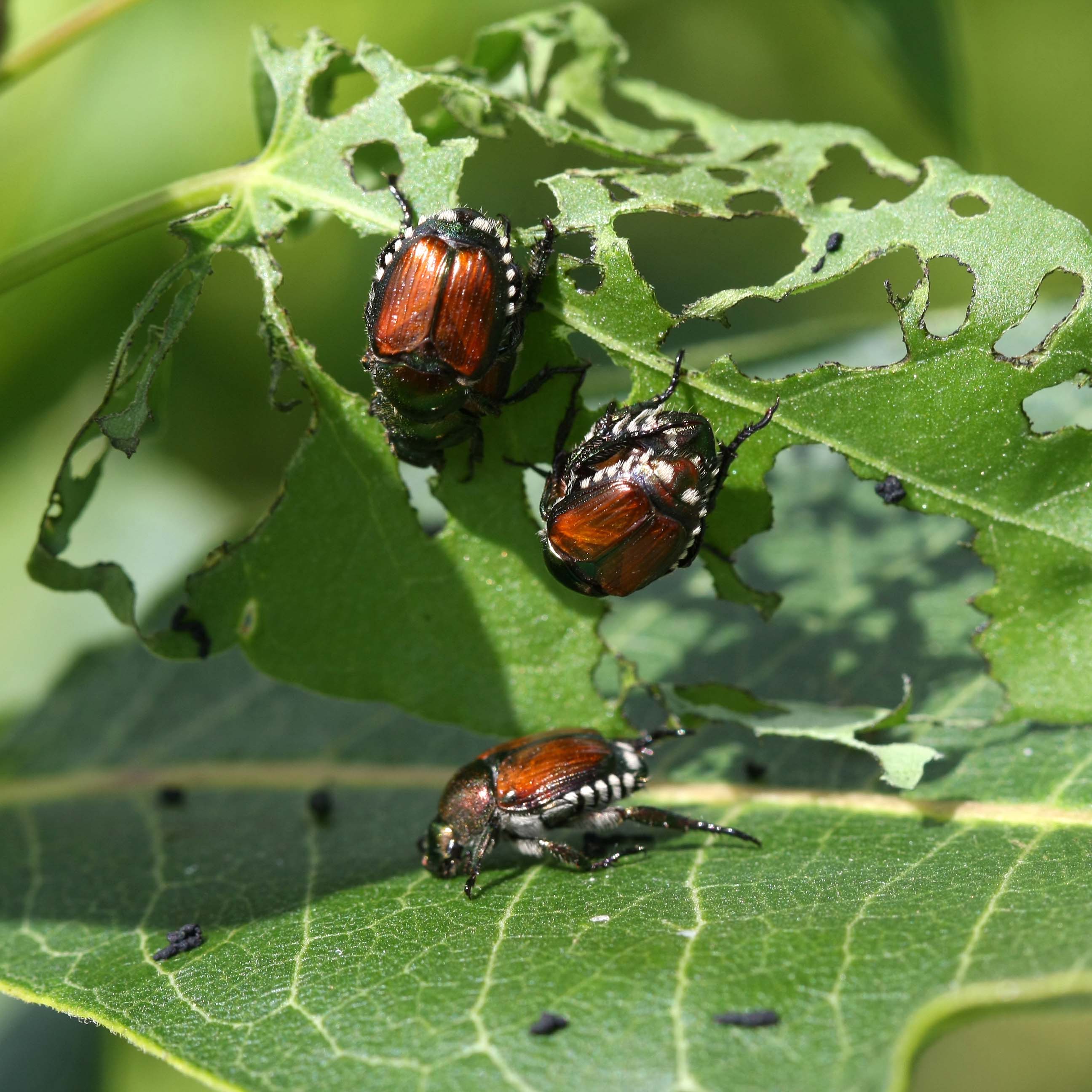 Japanese Beetle -  Popillia japonica