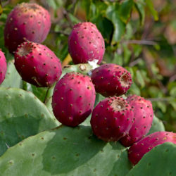 How to Care for Prickly Pear