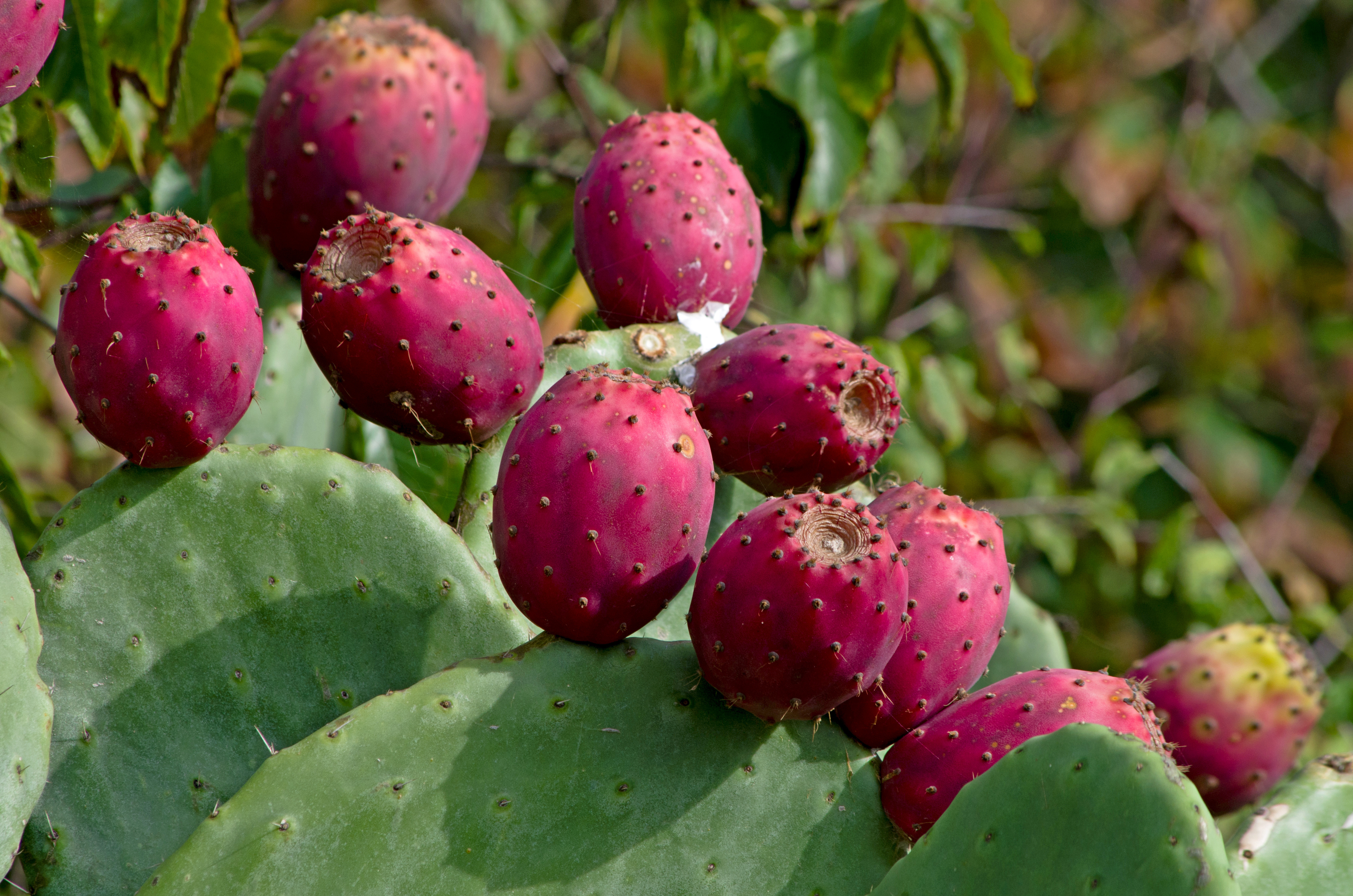 Red and ripe prickly pear on the plant of Opuntia Ficus Indica