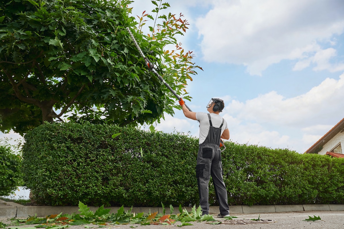 Back view of professional gardener in overalls, protective mask and gloves pruning trees outdoors. Strong caucasian man using petrol hedge trimmer for work at garden.