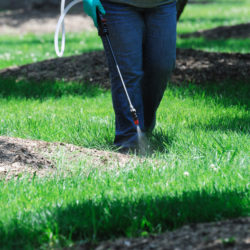 Spring Lawn Care 101