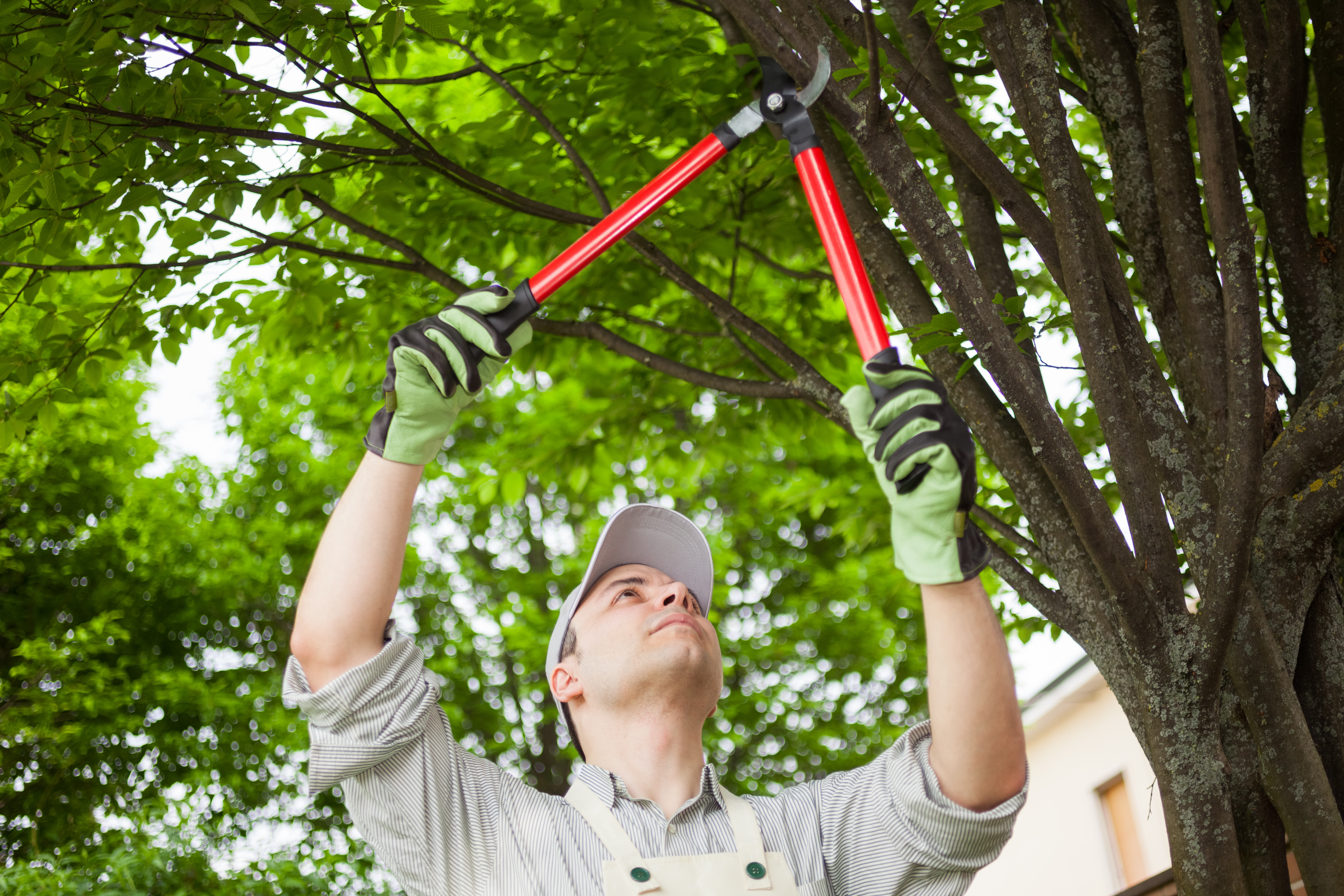 Why Tree Care Isn’t a DIY Job