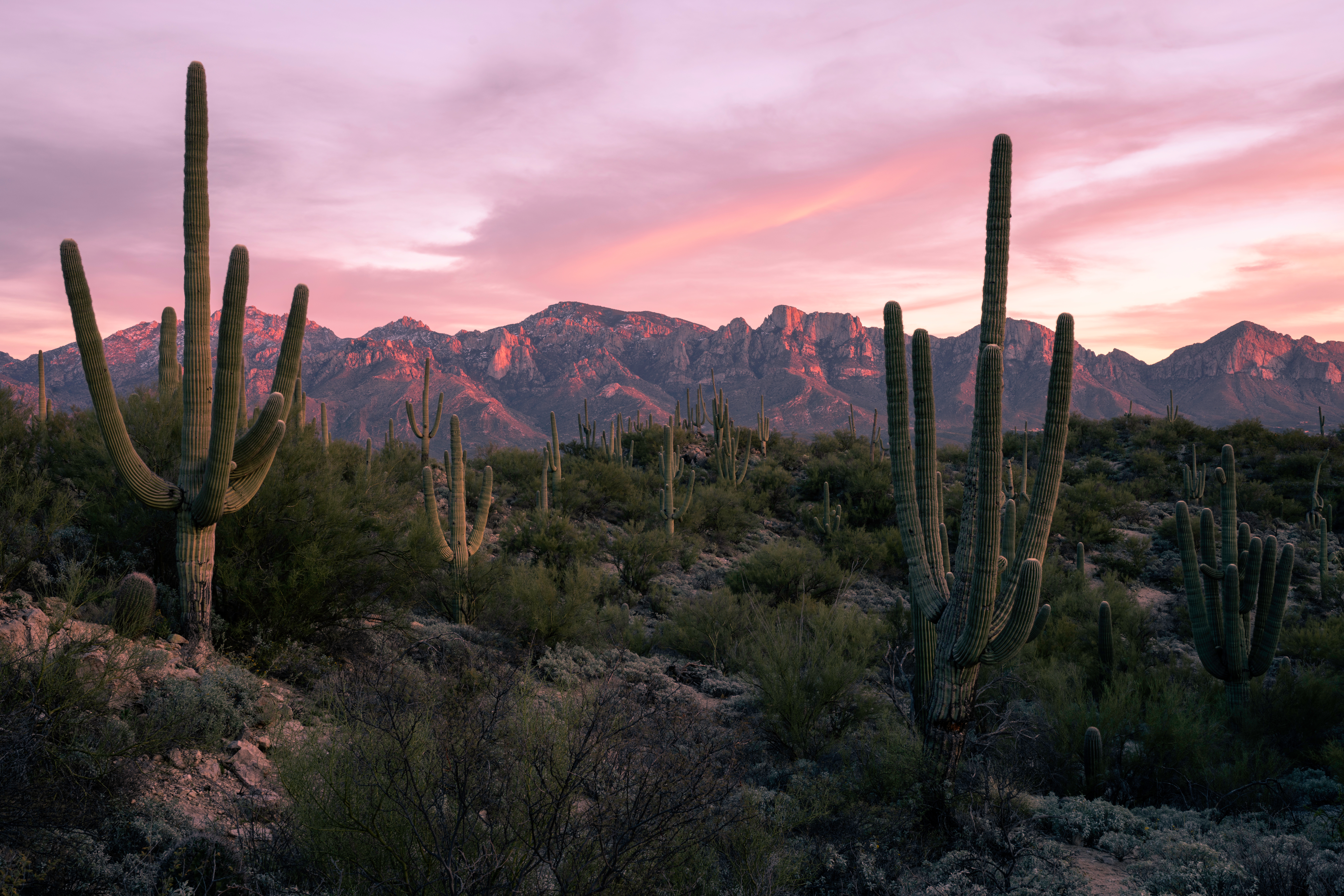 How to Create a Water-Efficient Landscape in the Tucson Desert