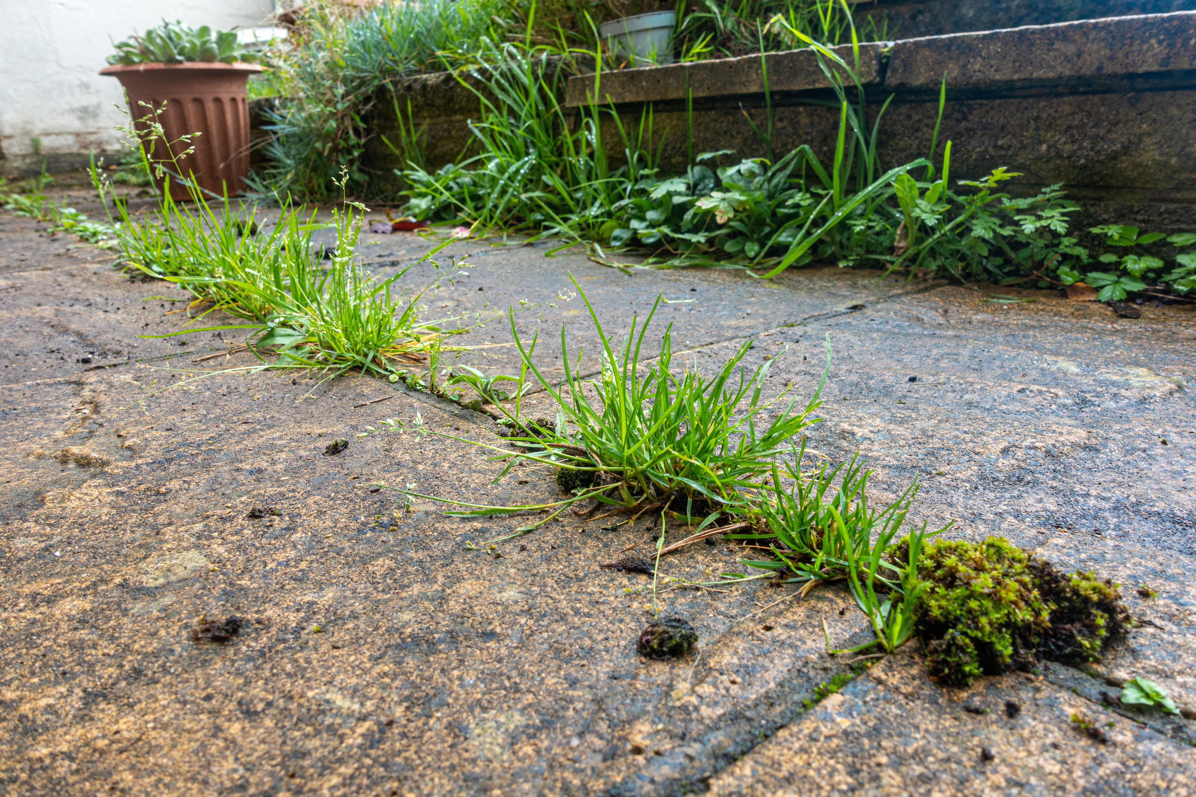 Close up view of weeds growing between paving slabs in a patio i