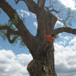 Your Guide to Phytophthora