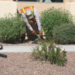 Common Pruning Mistakes Professionals Know How to Avoid