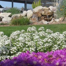 Fall Planting in Tucson: Best Trees, Shrubs, and Grasses for Shade