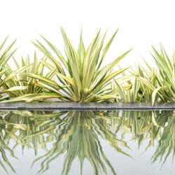 Spotlight on the Century Plant