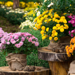 How to Keep Pests Out of Landscaping