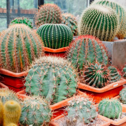 Do Cacti Need Fertilizer?