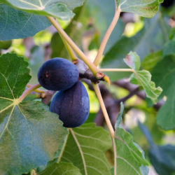 Spotlight on Black Mission Fig Trees