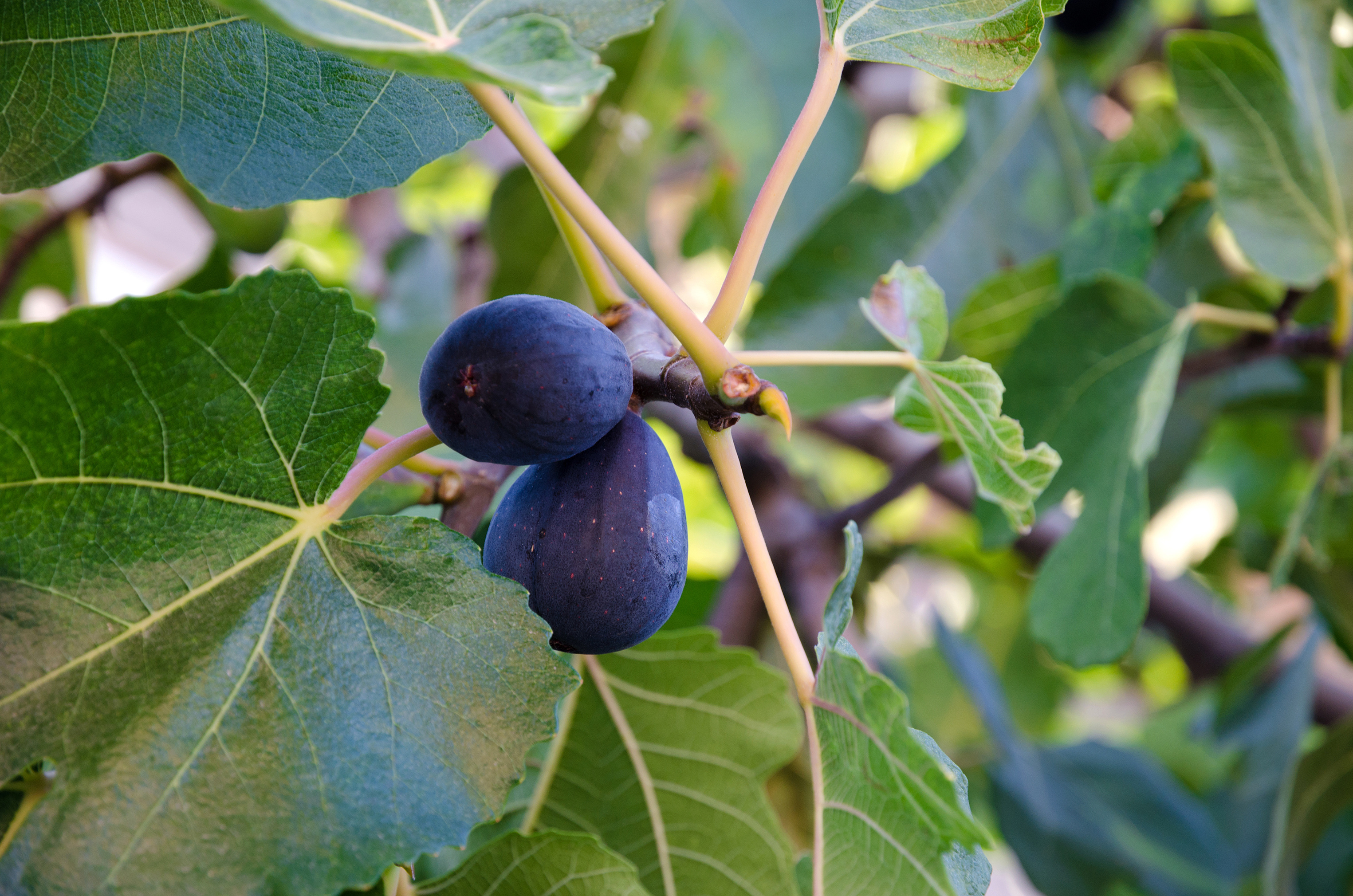 Ripe figs on a branch ( Ficus  carica)
