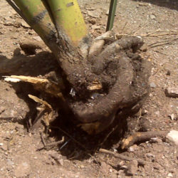 How Strong Winds Can Damage Trees